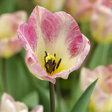 Tulpen Flaming Purissima 10st.