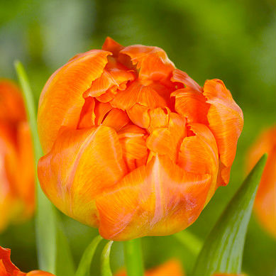 Tulpen Monte Orange 7st.