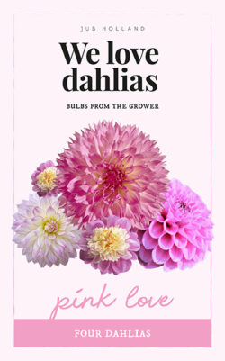 We Love Dahlia's Pink Love 4st.
