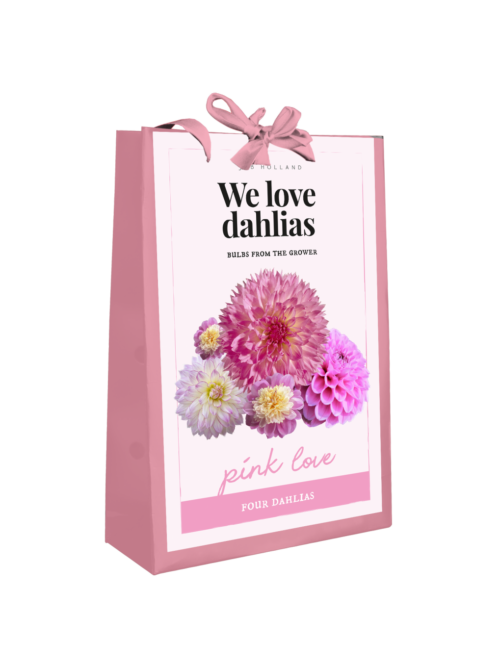 We Love Dahlia's Pink Love 4st.