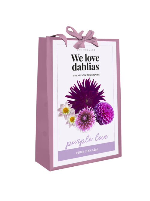 We Love Dahlia's Purple Love 4st.