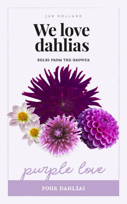 We Love Dahlia's Purple Love 4st.