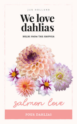 We Love Dahlia's Salmon Love 4st.