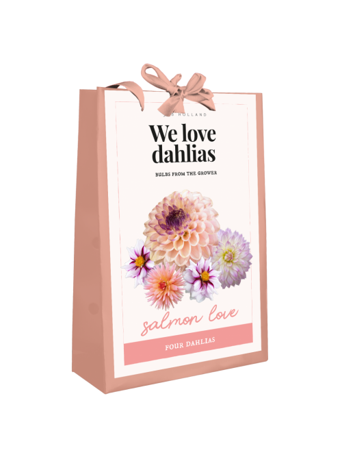 We Love Dahlia's Salmon Love 4st.