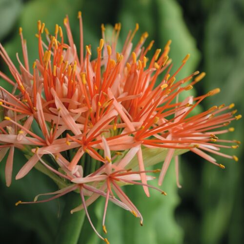 Scadoxus Multiflorus 1st.