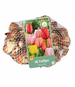 Tulpen Darwin hybride mix 40st.